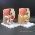 PNT-0580 3 Parts Female Pelvic Cavity Model, Anatomical Pelvis Model